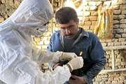 اجرای طرح اپیدمیولوژیک ردیابی مولکولی آنفلوانزای فوق حاد پرندگان (H٥ ) در طیور بومی شهرستان تیران و کرون