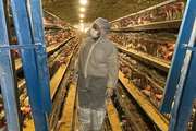 جوجه ریزی 5 میلیون و 749 هزار قطعه مرغ گوشتی و بیش از 625 هزار قطعه مرغ تخمگذار در شهرستان شهرضا